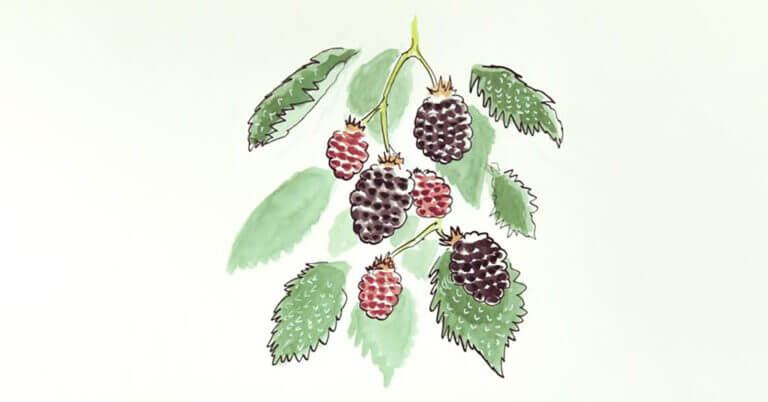 Blackberry illustration