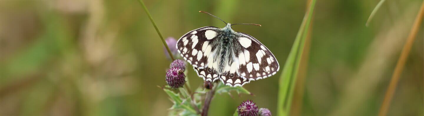 A close-up photo of a Marbled White Butterfly (Melanargia galathea) in wildflower meadows on the Wellcome Genome Campus grounds.
